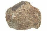 Chondrite Meteorite ( g) - Western Sahara Desert #233191-1